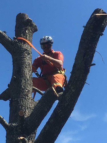 Imagen 10 de 10 de Talas Y Podas - Árboles Limpiezas De Terrenos 095487799
