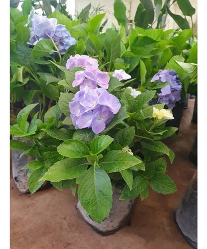 Planta Planta Hortensia Mitos
