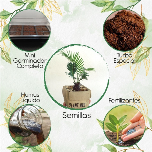 5 Semillas De Bonsái Palma De Cera + Kit De Germinación Esp