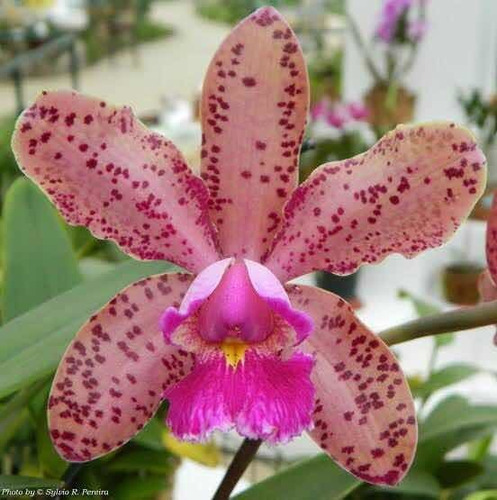 Orquidea Cattleya Pão De Açucar * Adulta * | Parcelamento sem juros