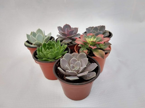 Imagen 4 de 10 de Echeverias 15 Pzas Diferentes Envio Dhl