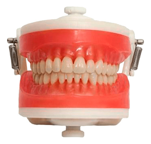 Manequim Articulado Universal Top Dentística Pd100 - Pronew