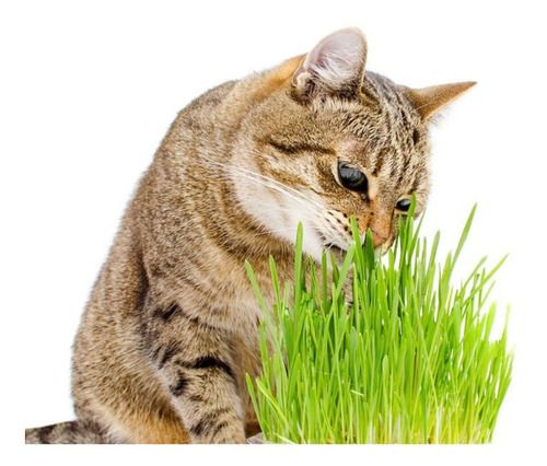 1000 Semillas Orgánicas De Pasto Para Gatos, Cat Grass