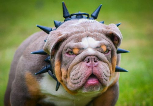 Catálogo De Bulldogs