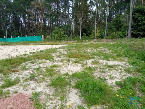Imagen 3 de 6 de Terreno Nivelado En Verde Mora 1300m2 - Punta Ballena Punta Ballena