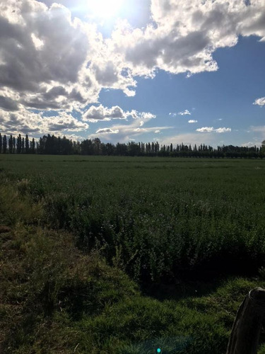 Imagen 6 de 30 de Finca De 62 Ha - General Alvear- Mendoza