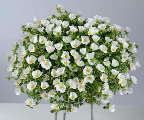 7 Mudas Beldroega Prima Onze Horas Fácil Cultivo Flores Core