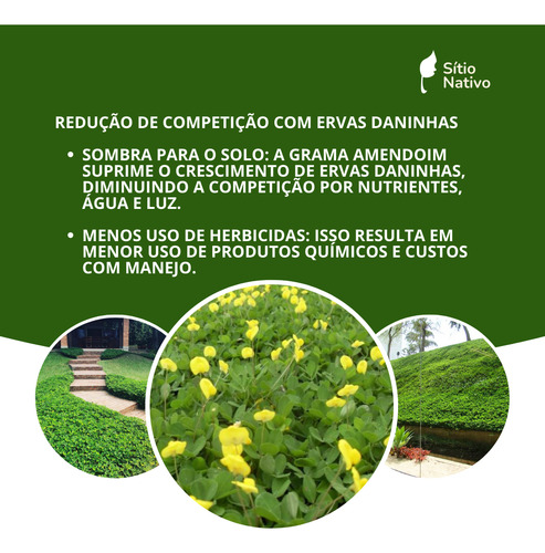 Kit 3800 Mudas De Grama Amendoim Raiz Nua + Fertilis Sollus