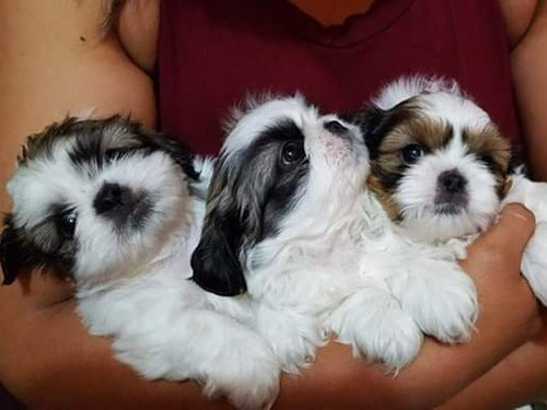 Cachorritos Shitzu Miniatura 