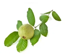 Comprar Hoja Y Tallos De Guayaba En Polvo