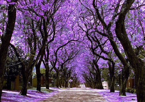 Jacaranda Plantines - Plantas Nativas Zona Oeste!!!