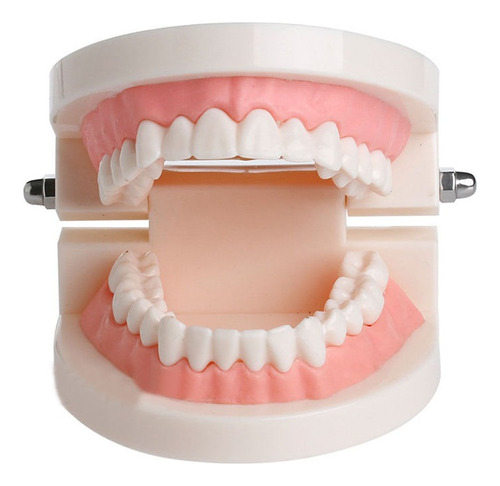 Tipodonto Modelo Dental Para Estudio