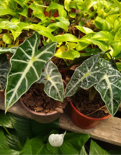 Alocasia Black Velvet - Planta De Interior - Maceta 12