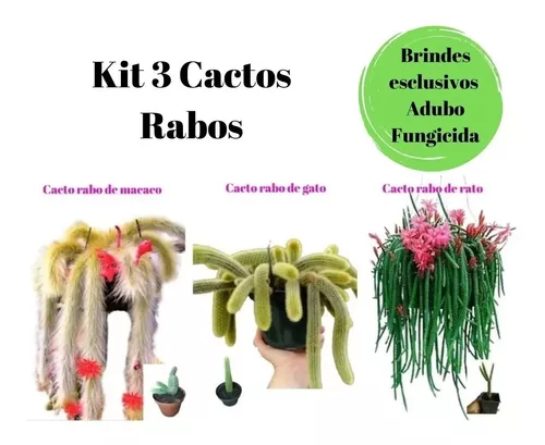 Kit Cactos Coleção Rabo De Rato, Macaco, Gato Planta