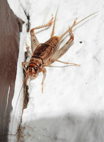 Imagen 2 de 4 de Grillos Grillo Blaptica Dubia Cucaracha Etc Alimento Vivo
