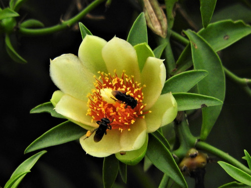 Ora Pro Nobis - (pereskia Aculeata) 12 Estacas+brinde
