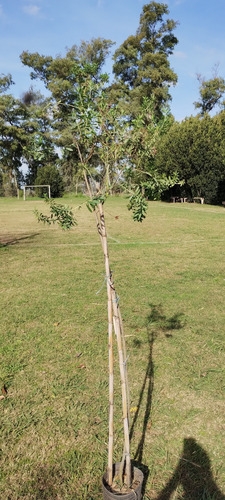 Quiebrarado - Escoba De Rio - Jara Amarilla Arbusto Nativo Amarillo