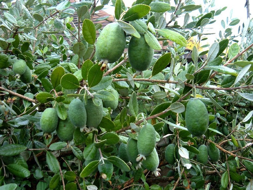 Planta De Feijoa Venta De Arboles Frutales En Ecuador