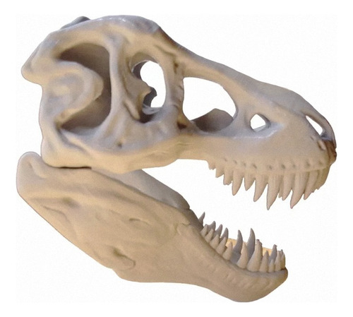 Craneo T-rex 3d