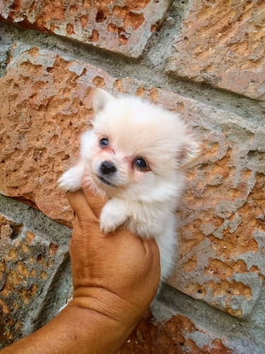 Venta De Perros Pomerania Mascotas Medellin