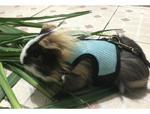 . Correa De Arnés Hurón Hámster Accesorios De Animales .