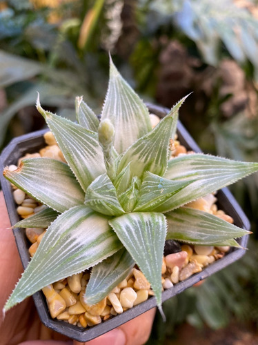 Haworthia Retusa White Ghost Suculenta No Cactus Variegata