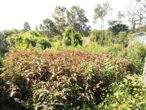 Imagem 7 de 15 de Terreno Para Venda Em Quatro Barras, Jardim Orestes Thá - Te-026_2-175650