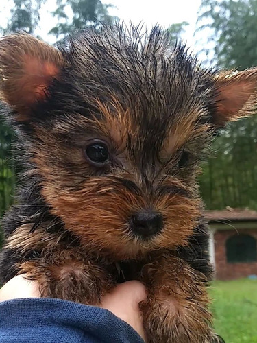 Hermosos Yorkshire Mini