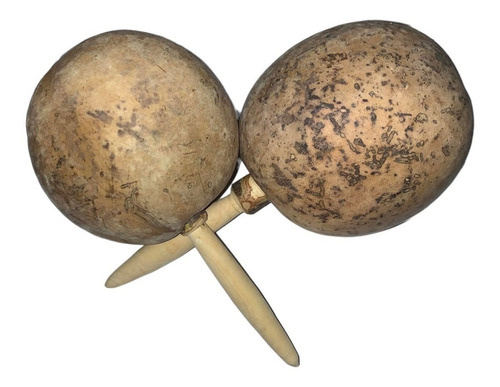 Paquete Tobillera Azteca Hueso De Fraile Danza Maraca Diámetro 0 Cm