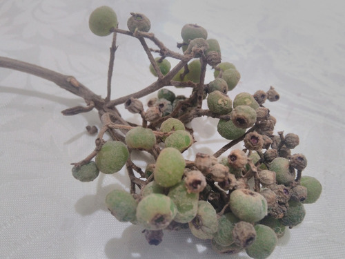 100 Sementes Canela De Velho. Muito Frescas Miconia Albicans