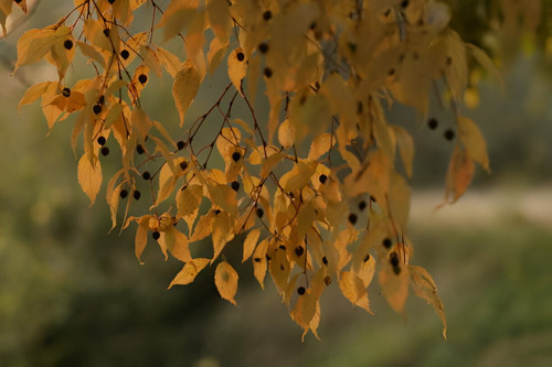 Arbol Celtis Australis Almez 4 Metros Gratis A Rm
