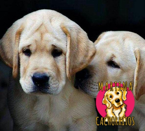 Los Mas Lindos Bebés Labrador - Martina Cachorritos