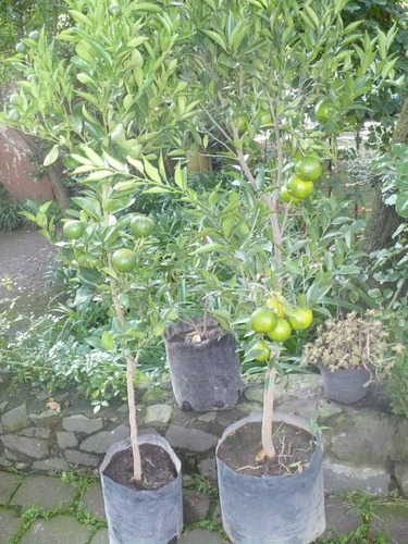 Frutales: Mandarina (citrus Reticulata)c/frutos