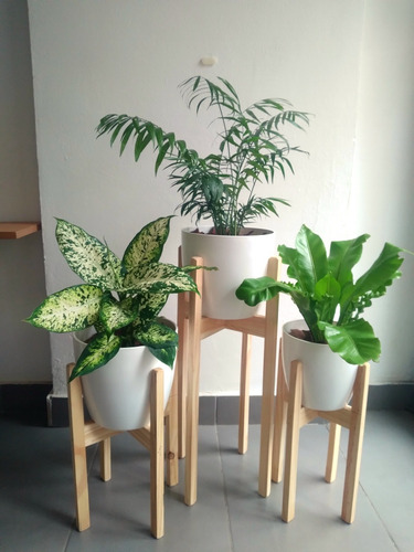 Set Plantas Interior Palmera Dieffenbachia Syngonium Helecho