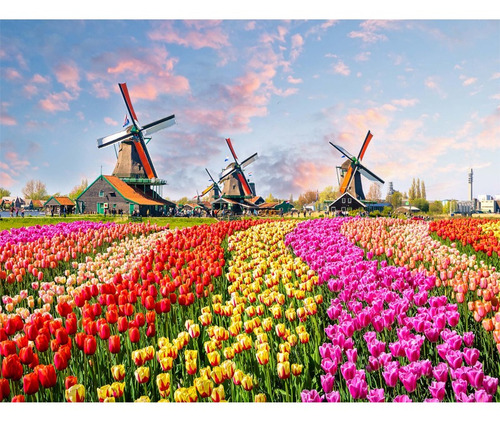 Pintura Numerada Moinhos No Campo De Tulipas Holanda_p2