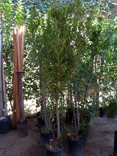 Imagen 3 de 7 de Arbol Laurel Comestible 2 Metros - Original - E.g Caba Y Gba