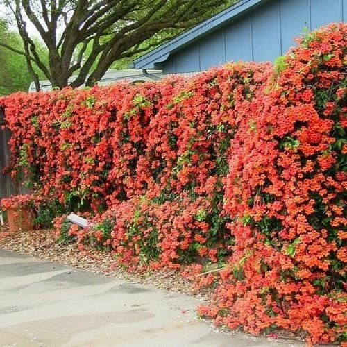 Imagem 2 de 10 de Mudas De Trombeta Chinesa - Campsis Grandiflora