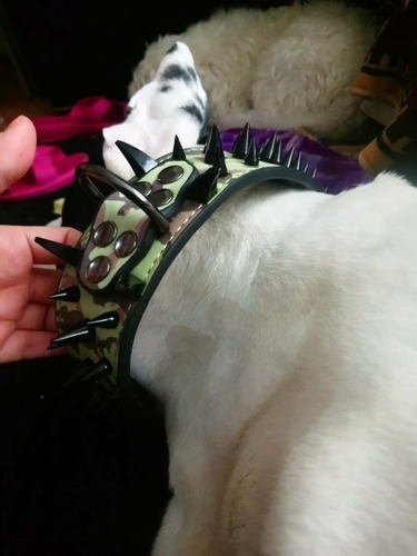 Imagen 7 de 10 de Collar Correa Cuero Perro Mascota Pitbull Bulldog Boxer