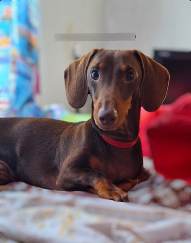 Perrita Salchicha Dachshund62908649