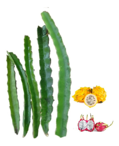 5 Plantas Esquejes Pitaya Amarilla  Y  Roja Combinados