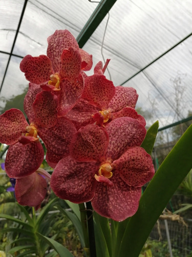 Orquídeas Vanda(varios Colores) (Usado)