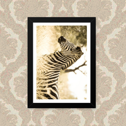 Quadro Zebra Sépia 23x33cm