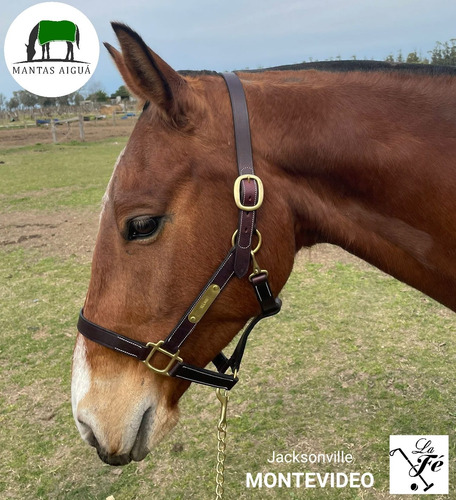 Imagen 2 de 5 de Bozal Cuero Presentación Caballo (descuento Vta. Directa)