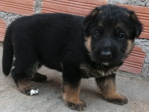 Cachorros Pastor Alemán