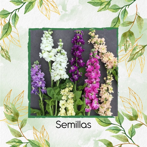 800 Semillas De Flor Matthiola Incana + Obsequio Germinación