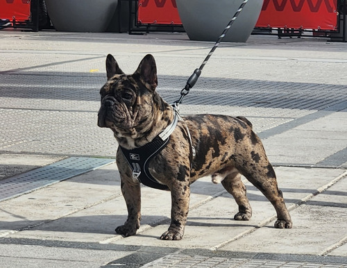 Bulldog Frances Servicio Stud Blinde Merle Gen Blue