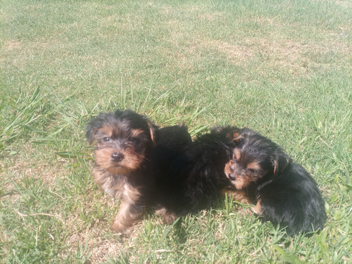 Cachorros Yorki 