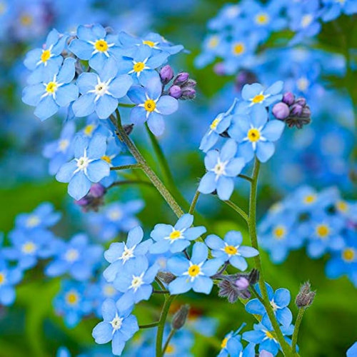 Semillas De Myosotis Silvestris O Nomeolvides Flor Azul