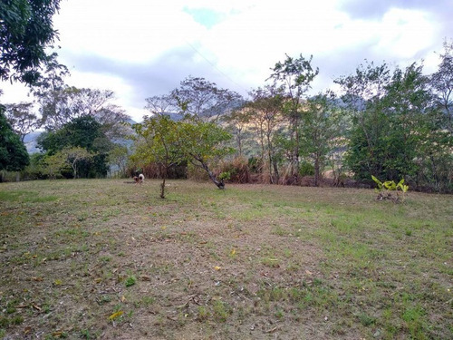 Imagem 2 de 23 de Campo Grande, Rio Da Prata, Lindo Sitio, Casa Principal Com 4 Quartos + Casa De Caseiro, 7330m², Documentaçao Ok - St00022 - 70996126