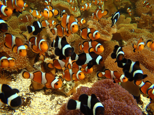 Peixe Palhaço- Ocelaris- Nemo (frete Incluso Acima De 6 U.)